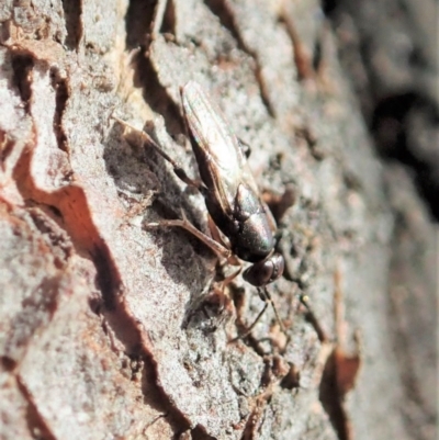 Unidentified Parasitic wasp (numerous families) at Cook, ACT - 8 Oct 2020 by CathB