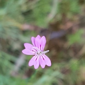 Petrorhagia nanteuilii at Bruce, ACT - 26 Oct 2020