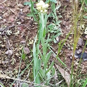 Pseudognaphalium luteoalbum at Bruce, ACT - 26 Oct 2020