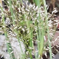 Aira elegantissima (Delicate Hairgrass) at Bruce, ACT - 26 Oct 2020 by tpreston
