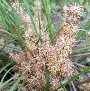 Lomandra multiflora at Bruce, ACT - 26 Oct 2020 05:08 PM