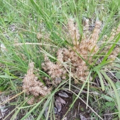 Lomandra multiflora at Bruce, ACT - 26 Oct 2020 05:08 PM