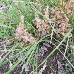 Lomandra multiflora at Bruce, ACT - 26 Oct 2020 05:08 PM