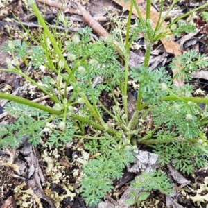 Daucus glochidiatus at Bruce, ACT - 26 Oct 2020