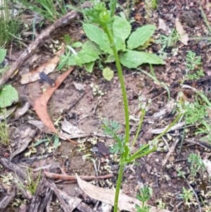 Daucus glochidiatus at Bruce, ACT - 26 Oct 2020