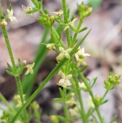 Galium gaudichaudii subsp. gaudichaudii (Rough Bedstraw) at Bruce, ACT - 26 Oct 2020 by trevorpreston