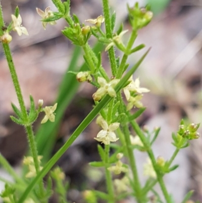 Galium gaudichaudii subsp. gaudichaudii (Rough Bedstraw) at Bruce, ACT - 26 Oct 2020 by trevorpreston