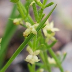 Galium gaudichaudii subsp. gaudichaudii at Bruce, ACT - 26 Oct 2020