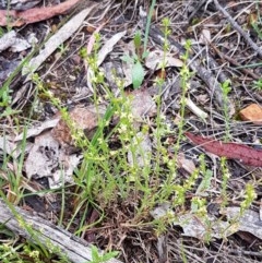 Galium gaudichaudii subsp. gaudichaudii at Bruce, ACT - 26 Oct 2020