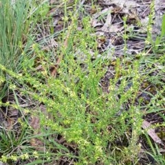 Galium gaudichaudii subsp. gaudichaudii at Bruce, ACT - 26 Oct 2020