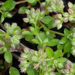 Polycarpon tetraphyllum at Bruce, ACT - 26 Oct 2020