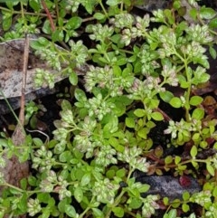 Polycarpon tetraphyllum at Bruce, ACT - 26 Oct 2020