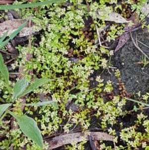 Polycarpon tetraphyllum at Bruce, ACT - 26 Oct 2020