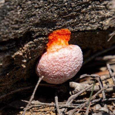 Myxomycete - past plasmodial stage at Deua National Park (CNM area) - 23 Oct 2020 by trevsci