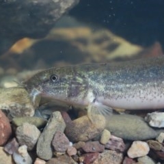 Misgurnus anguillicaudatus (Oriental Weatherloach) at Griffith, ACT - 25 Oct 2020 by roymcd