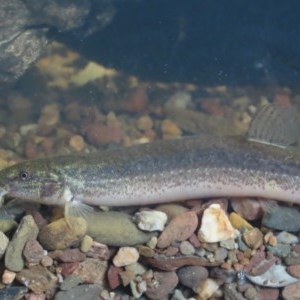 Misgurnus anguillicaudatus at Griffith, ACT - 25 Oct 2020