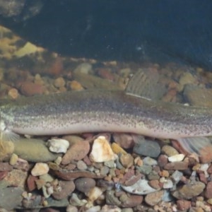 Misgurnus anguillicaudatus at Griffith, ACT - 25 Oct 2020