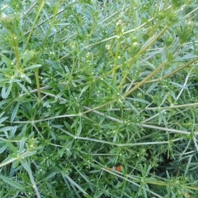 Galium aparine (Goosegrass, Cleavers) at Paddys River, ACT - 26 Oct 2020 by michaelb