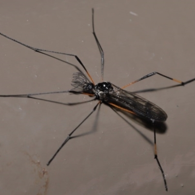 Gynoplistia sp. (genus) (Crane fly) at Acton, ACT - 25 Oct 2020 by TimL