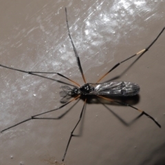 Gynoplistia sp. (genus) at Acton, ACT - 25 Oct 2020