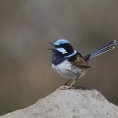 Malurus cyaneus (Superb Fairywren) at Broadwater, NSW - 26 Oct 2020 by Leo