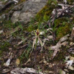 Caladenia atrovespa at Tralee, NSW - 26 Oct 2020