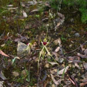 Caladenia atrovespa at Tralee, NSW - 26 Oct 2020