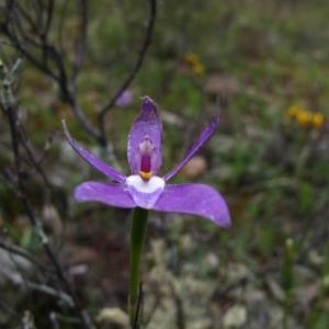 Glossodia major at Tralee, NSW - 26 Oct 2020