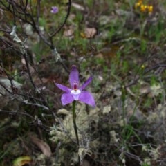 Glossodia major at Tralee, NSW - 26 Oct 2020