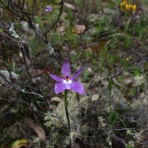 Glossodia major at Tralee, NSW - 26 Oct 2020