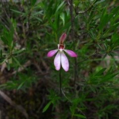 Caladenia sp. (A Caladenia) at Tralee, NSW - 26 Oct 2020 by IanBurns