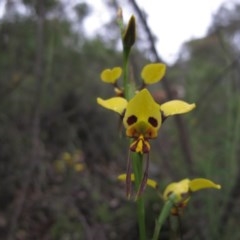 Diuris sulphurea (Tiger Orchid) at Tralee, NSW - 26 Oct 2020 by IanBurns