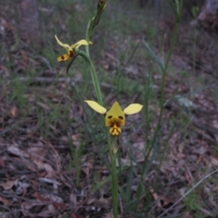 Diuris sulphurea at Tralee, NSW - 26 Oct 2020