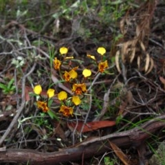 Diuris semilunulata (Late Leopard Orchid) at Tralee, NSW - 26 Oct 2020 by IanBurns