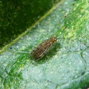 Psocodea 'Psocoptera' sp. (order) at Kambah, ACT - 26 Oct 2020