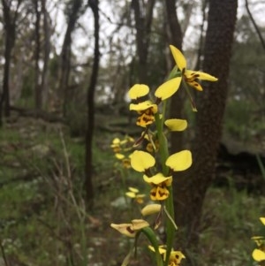 Diuris sulphurea at Majura, ACT - 24 Oct 2020