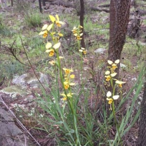 Diuris sulphurea at Majura, ACT - 24 Oct 2020