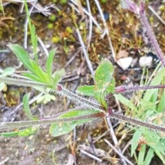 Silene gallica var. gallica at O'Connor, ACT - 27 Oct 2020