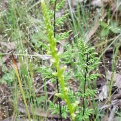 Microtis sp. (Onion Orchid) at Lyneham, ACT - 27 Oct 2020 by trevorpreston