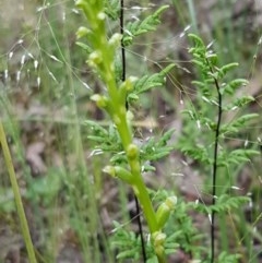 Microtis sp. at Lyneham, ACT - 27 Oct 2020