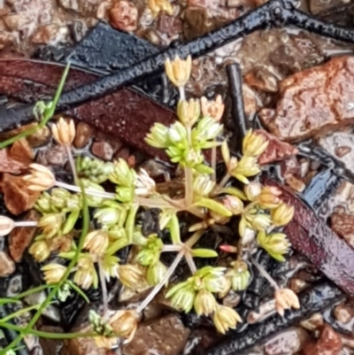 Crassula decumbens var. decumbens (A Stonecrop) at Lyneham, ACT - 27 Oct 2020 by trevorpreston