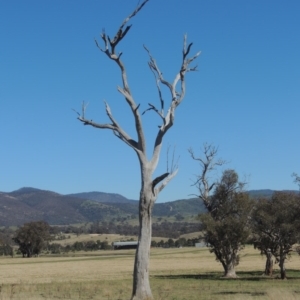 Eucalyptus sp. (dead tree) at Gordon, ACT - 14 Sep 2020 12:56 PM