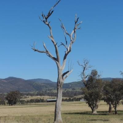 Eucalyptus sp. (dead tree) (Dead Hollow-bearing Eucalypt) at Gordon, ACT - 14 Sep 2020 by michaelb