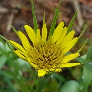 Tragopogon dubius at Lyneham Wetland - 27 Oct 2020