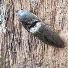 Monocrepidus sp. (genus) (Click beetle) at Lyneham Wetland - 26 Oct 2020 by tpreston