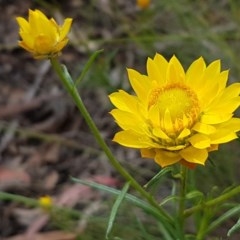 Xerochrysum viscosum (Sticky Everlasting) at City Renewal Authority Area - 27 Oct 2020 by trevorpreston