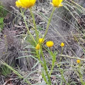 Xerochrysum viscosum at Lyneham, ACT - 27 Oct 2020