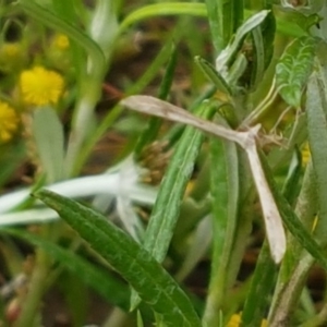 Pterophoridae (family) at Holt, ACT - 27 Oct 2020