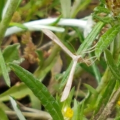 Pterophoridae (family) at Holt, ACT - 27 Oct 2020