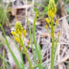 Bulbine bulbosa (Golden Lily, Bulbine Lily) at City Renewal Authority Area - 27 Oct 2020 by trevorpreston